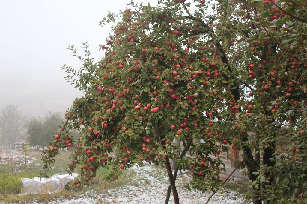 Bitki Örtüsü img 2839