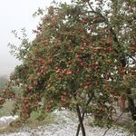 Bitki Örtüsü img 2839