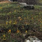 Köyümüzde İlkbahar: Baharın Gelişi cigdemler