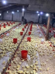 Kızık Köyü'nde Geçim Kaynakları: Tavukçuluk image0 (5)