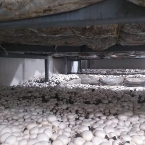 Kızık Köyü'nde Geçim Kaynakları: Kültür Mantarcılığı image0 (6)