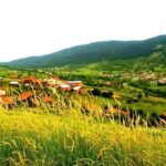 Köyümüzde Hasat İşleri-Güz: Fiğ, Arpa ve Buğday Hasadı image1